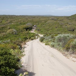 Bush tracks everywhere