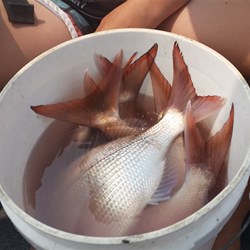 Surprised ourselves by this catch!