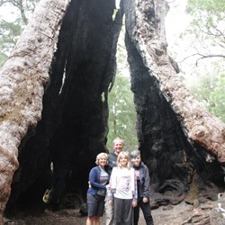 The Giant Tingle Tree