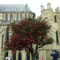 Cathedral - East end