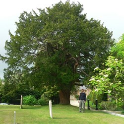 A huge old yew tree in the churchyard at Puddletown.