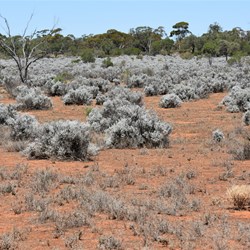 You drive through all types of vegetation types.