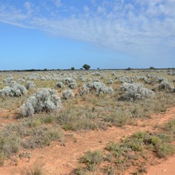 Large Bluebush Plains