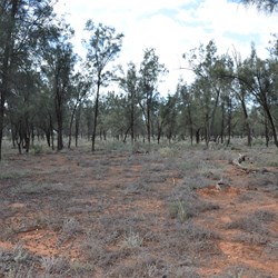 Black Oak Country before Danggali