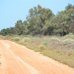 Dense stand of Black Oak while heading north to Danggali