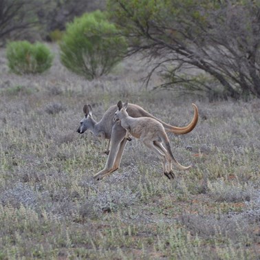 There is never any shortage of local wildlife during the drive
