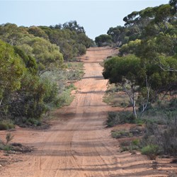 Thick Mallee on the way north to Danggali