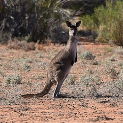 The locals are friendly up this way.