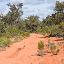 Thick scrub at the start of the Nanya Pad Drive