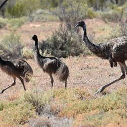 There were many emus in the area as well.