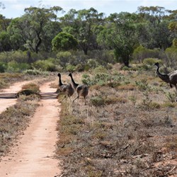Dad teaching his kids some basic bush road rules.....just run fast and they will stop for you