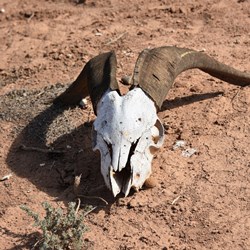 Someone did not like this goat