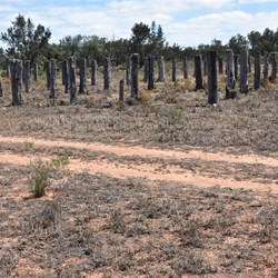 Mornington Cattle Yards