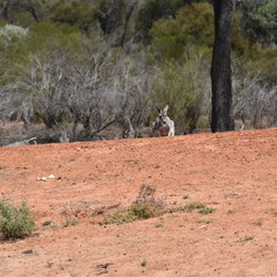 Then something caught my eye sitting on top of the dam bank