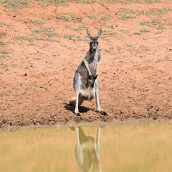 The object on the damp bank was a female kangaroo with a joey in its pouch.