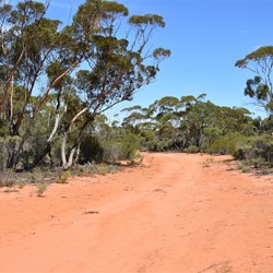 Some sections of Mallee were quite tall