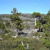 Alpine vegetation and crisp cool air at Pine Lake