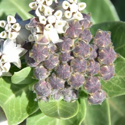 Asclepius rotundifolia - Broad Leaf Cotton Bush