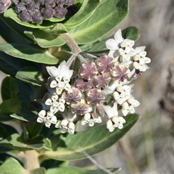Asclepius rotundifolia - Broad Leaf Cotton Bush