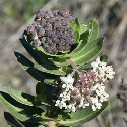 Asclepius rotundifolia - Broad Leaf Cotton Bush
