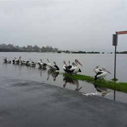pelicans on the edge