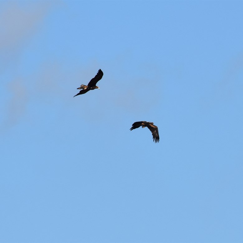 This pair of Wedge Tail Eagles were the true Kings of the sky