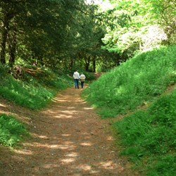 Trees now grow where once were rows of pickets. These invaders look pretty harmless.