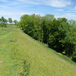 Steep banks of the hillfort. Generations of trees have grown since the hillfort was in use.