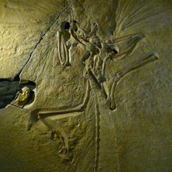 The wonderful fossil of Archaeopteryx, half reptile, half bird.