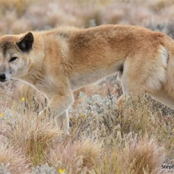 The male was always cautious 