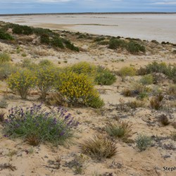 No water for as far as the eye can see at Level Post Bay