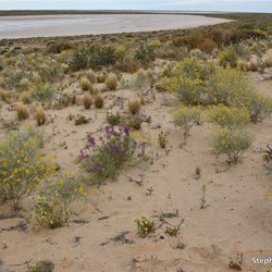 In the more sandy soil, the area was cover in Wildflowers