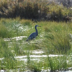 Coward Springs Wetlands