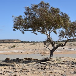 This tree would have a very hard life out here