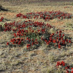 Stuart Desert Peas on the side of the Oodnadatta Track