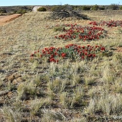 Stuart Desert Peas on the side of the Oodnadatta Track