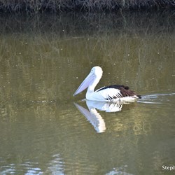 Early morning visitors on Albebuckina Waterhole