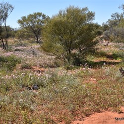 The drive in was covered in Wildflowers
