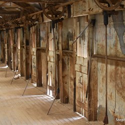 Witchelina Shearing Shed