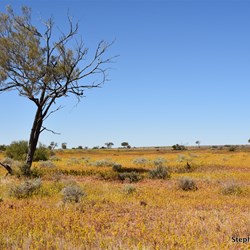 We searched for over an hour and could not find any large trees,  but the area was covered in Wildflowers