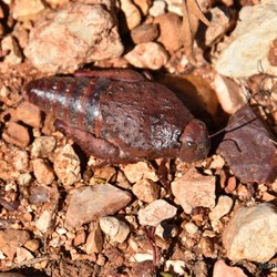 We did find this Grasshopper the same colour as the Gibbers in the area