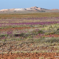 Distant Ranges on the William Creek Road