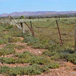 Old vermin fence on the 'Old Mt Nor' West' four wheel drive track