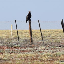 This Wedge Tail Eagle used the Dog Fence post as a vantage point