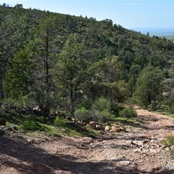 Looking out from Yarra Vale Gorge