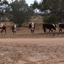 Station cattle coming in for their daily drink at the waterhole