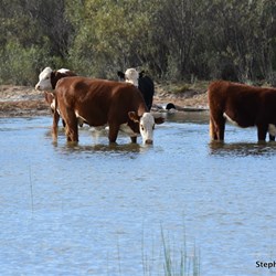 Cattle drinking from Muloorina waterhole