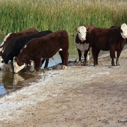 Cattle drinking from Muloorina waterhole