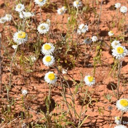 Flinders Wildflowers September 2016
