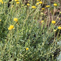 Flinders Wildflowers September 2016